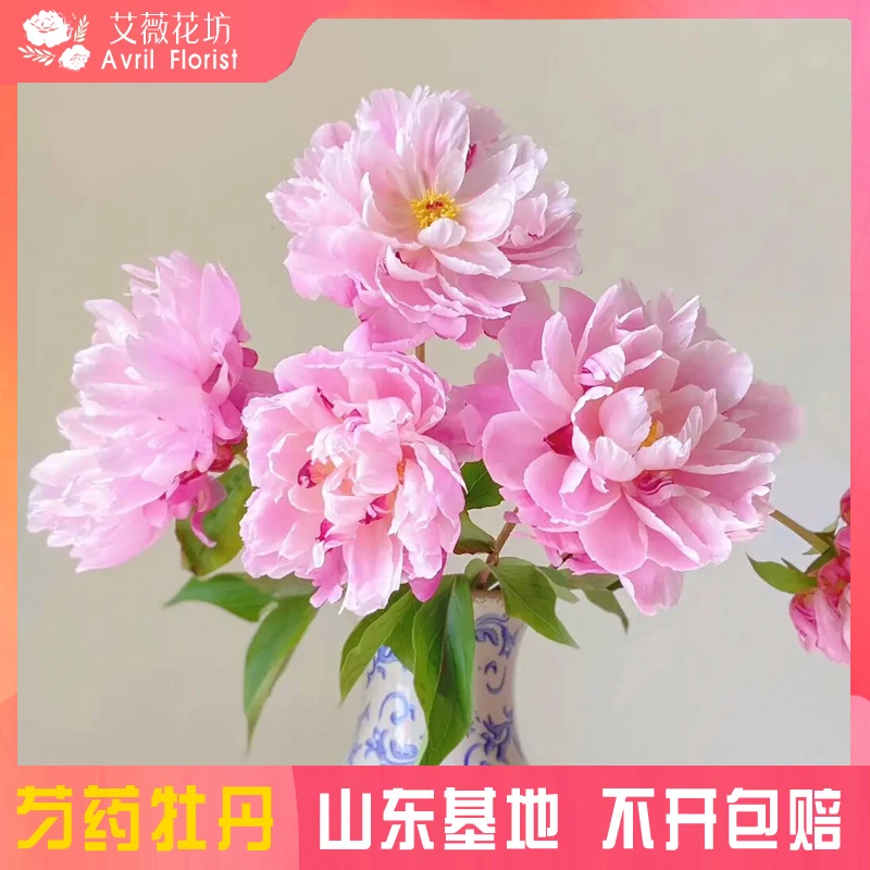 『现货-雪糕』芍药鲜花  芍药鲜切花 山东基地直发