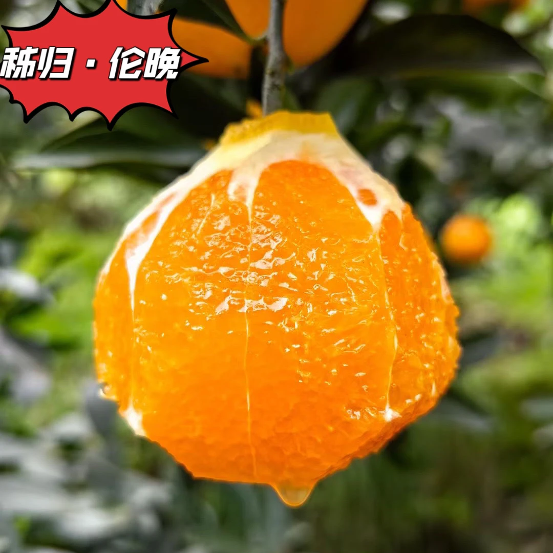湖北三峡秭归江边春橙伦晚/果园直发/个小/5-9斤/坏果包赔