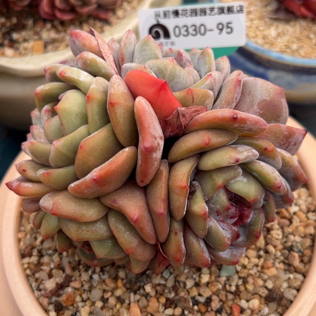 从前慢多肉精选编号0330.95