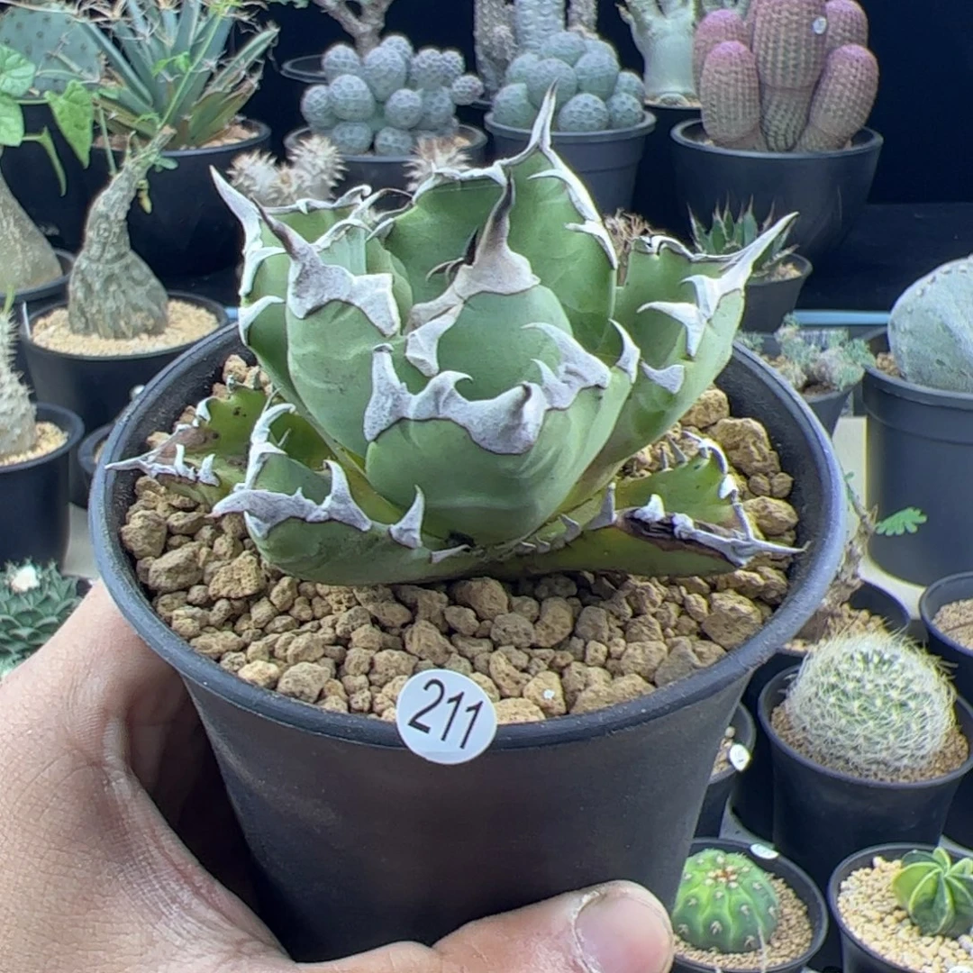 姬仁王冠一物一拍