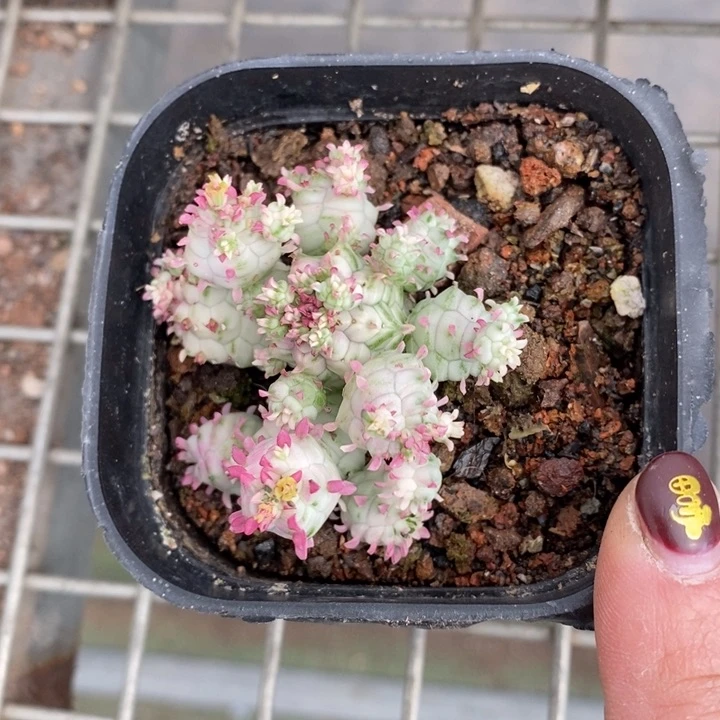 伯克利和格蕾纳等著名音乐家