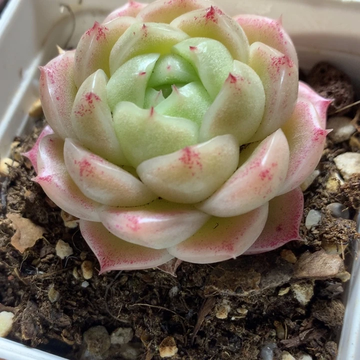 粉包子麦秆一物一拍