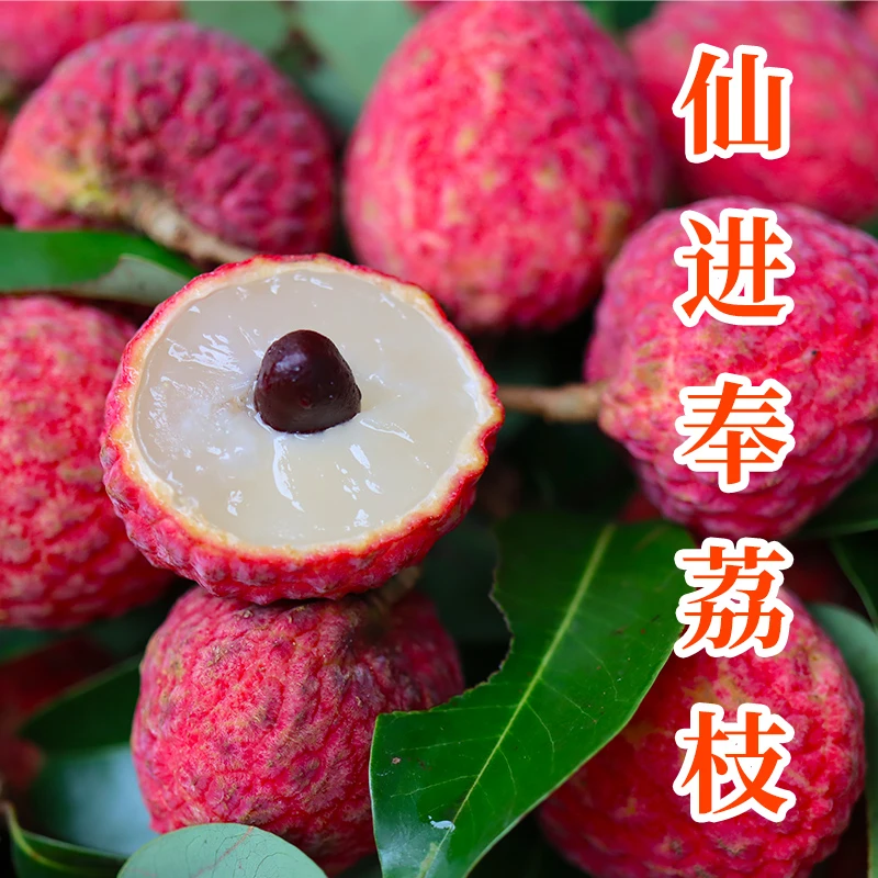 【顺丰冷链】仙进奉荔枝广州从化肉厚核小汁水多甜老树新鲜