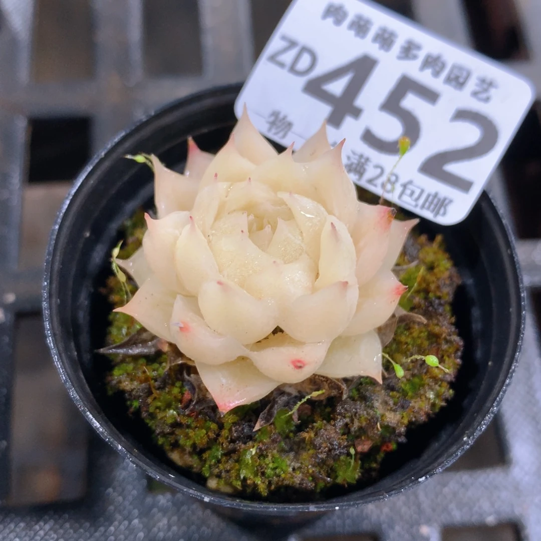 肉萌萌拇指盆精控多肉ZD452