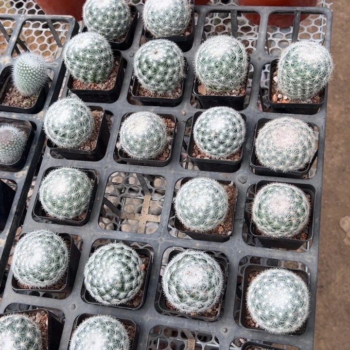满月。随机一颗。