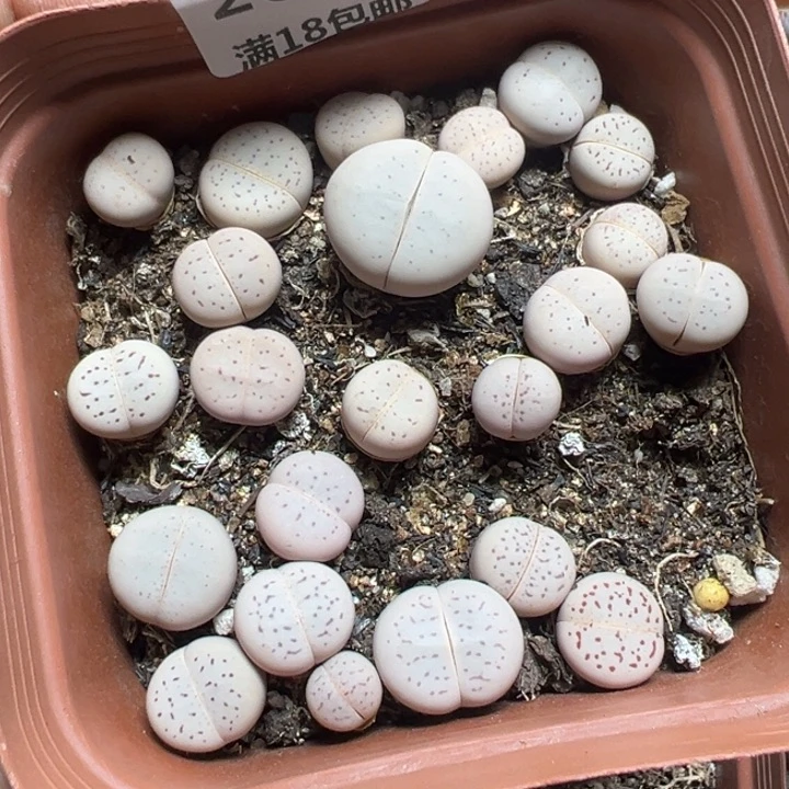 【闪购商品】 266。
