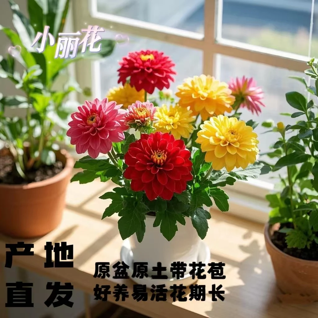 多彩小丽花盆栽四季开花原盆原土带花苞发货庭院阳台好养易活