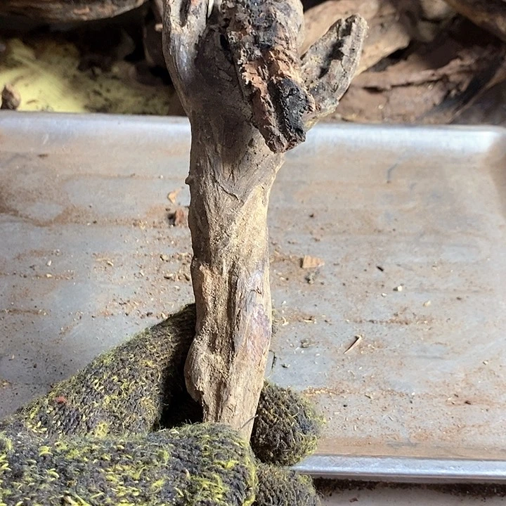 黄花梨/降香黄檀?*海南黄花梨木料