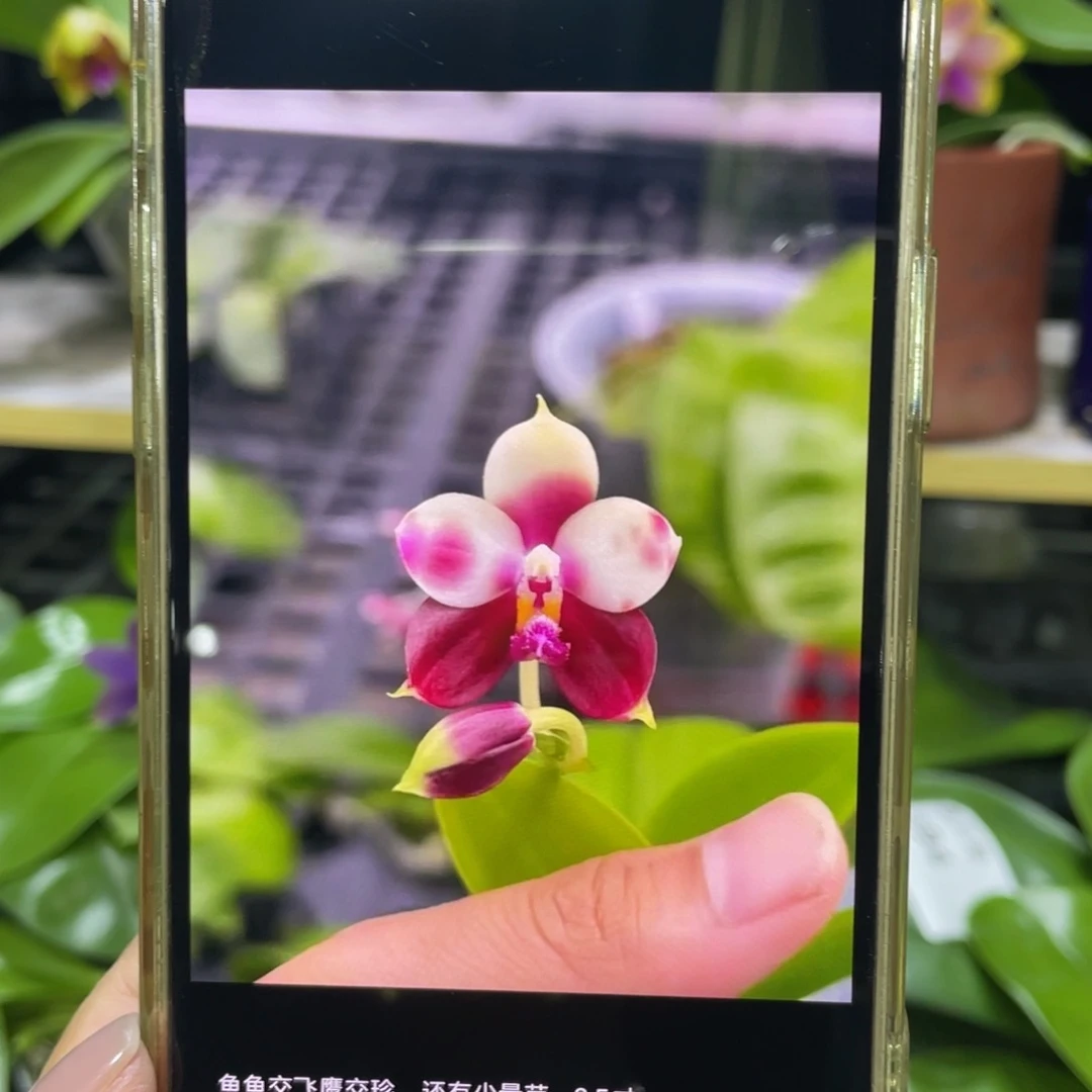 完全开放鱼鱼交飞鹰交珍2.5寸