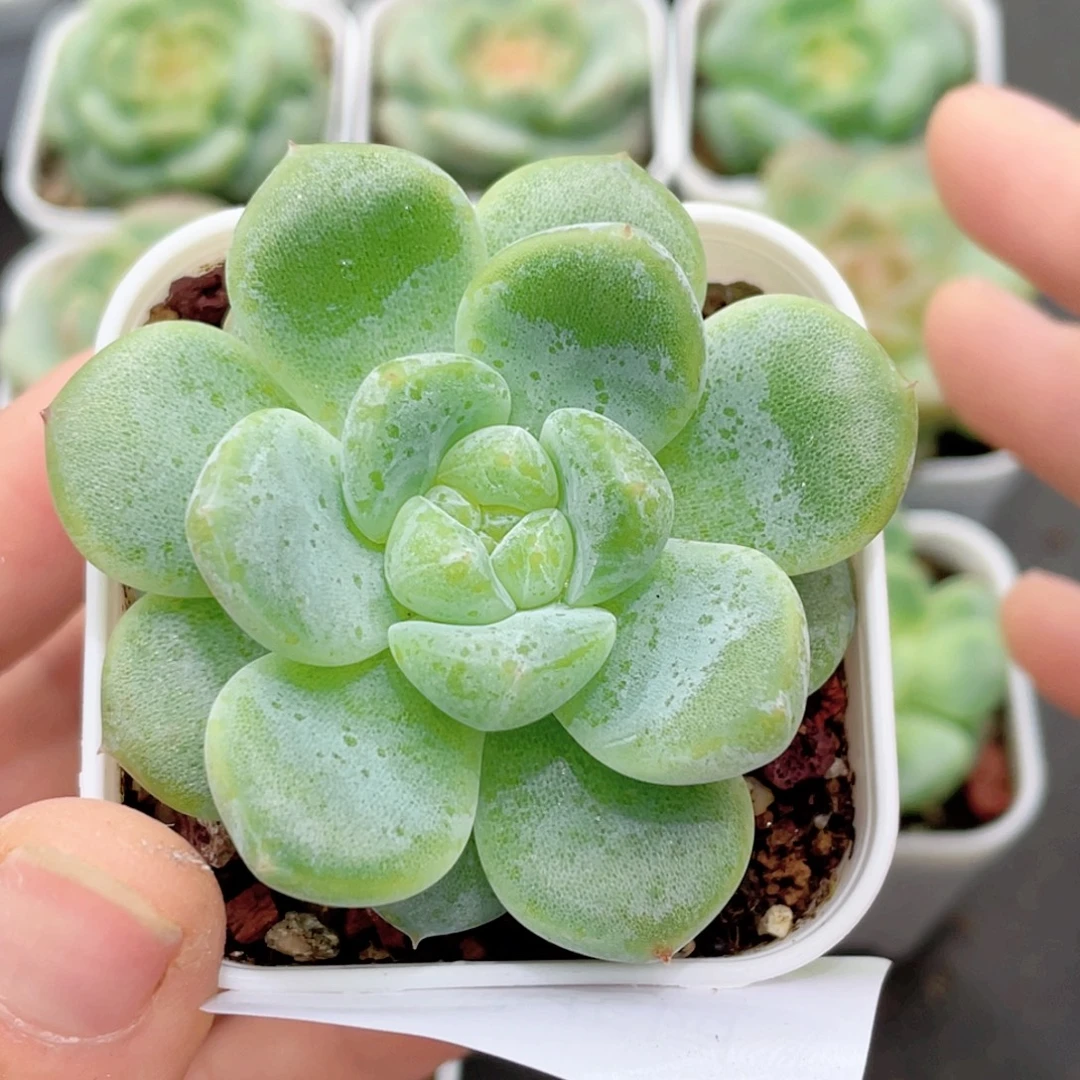 55号糖心冰心珍妮