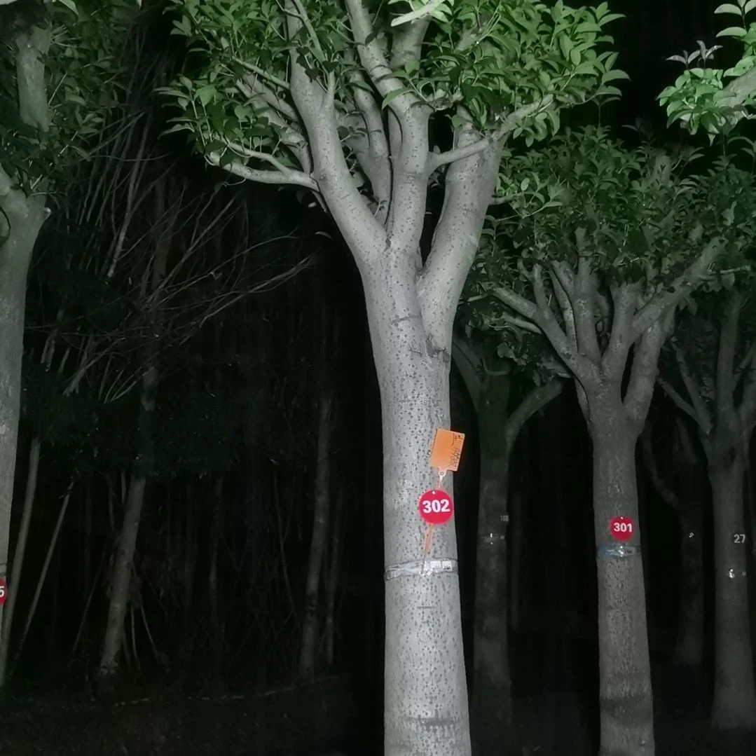 无花朵啊啊啊啊啊，啊啊啊啊啊