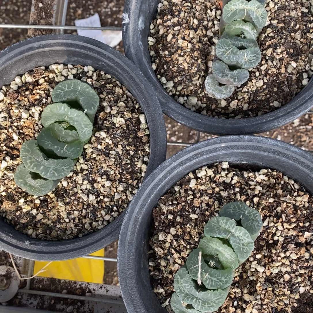 2455 一颗大玉扇 点赞福利。