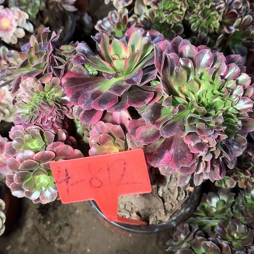 山***风4-812美杜莎缀化多肉