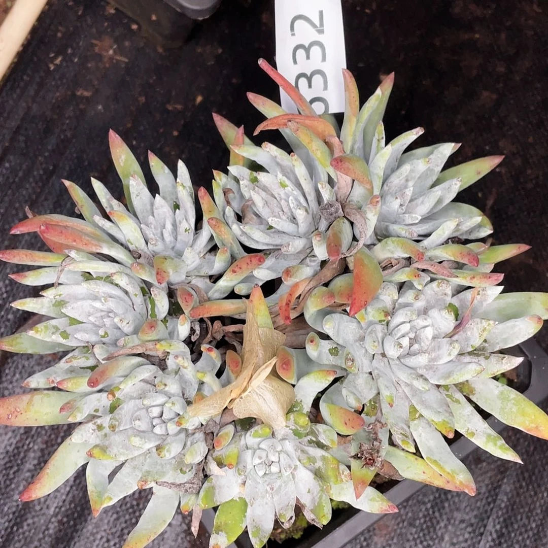 黑**咪仙女杯多头老桩6332