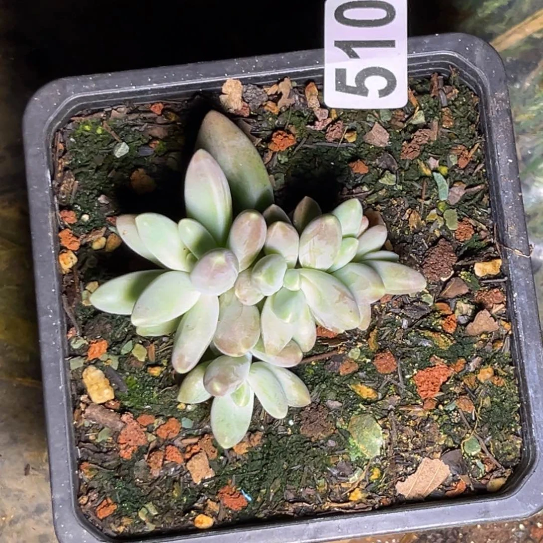 多肉植物欧若拉群510