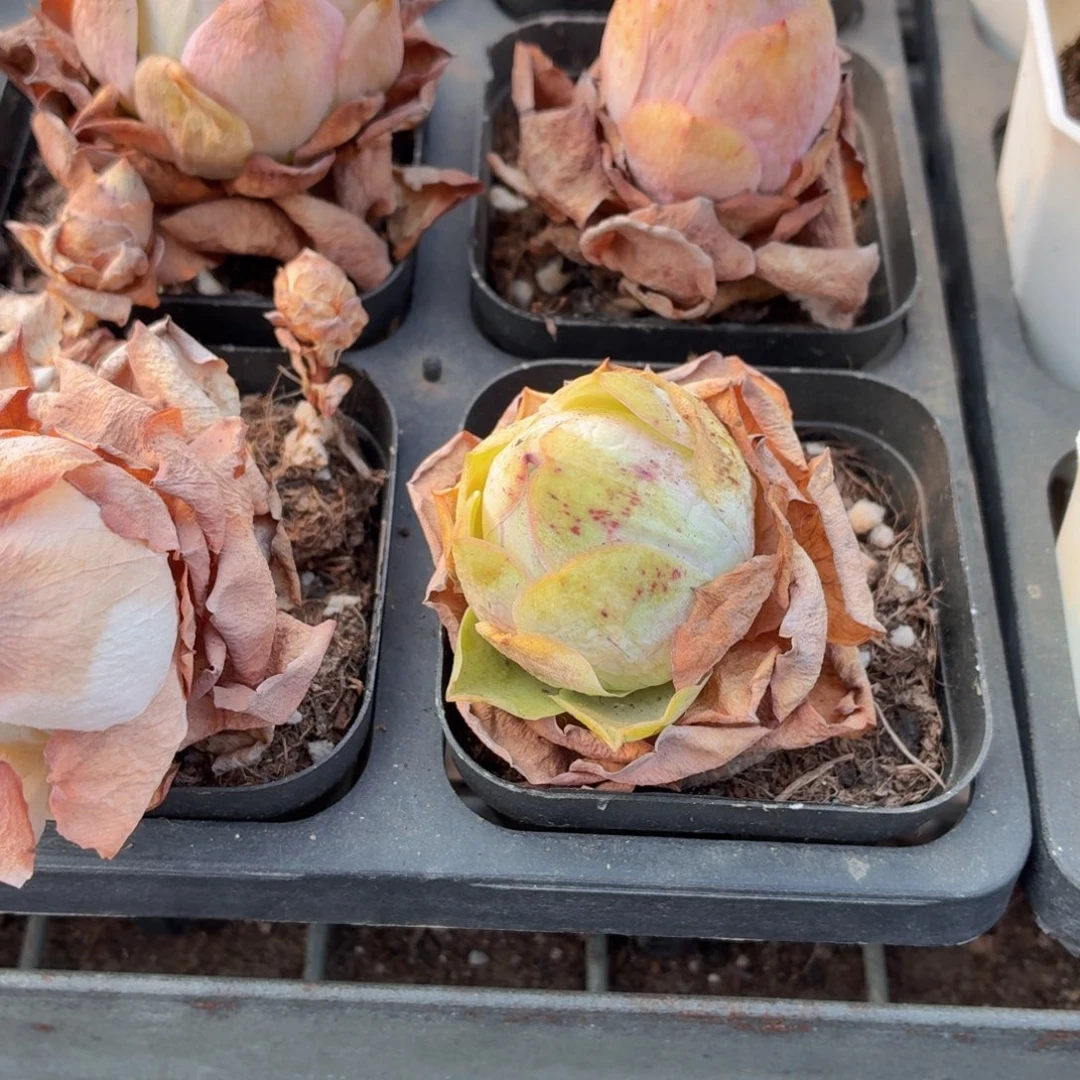 山地玫瑰多肉9.9包邮发货