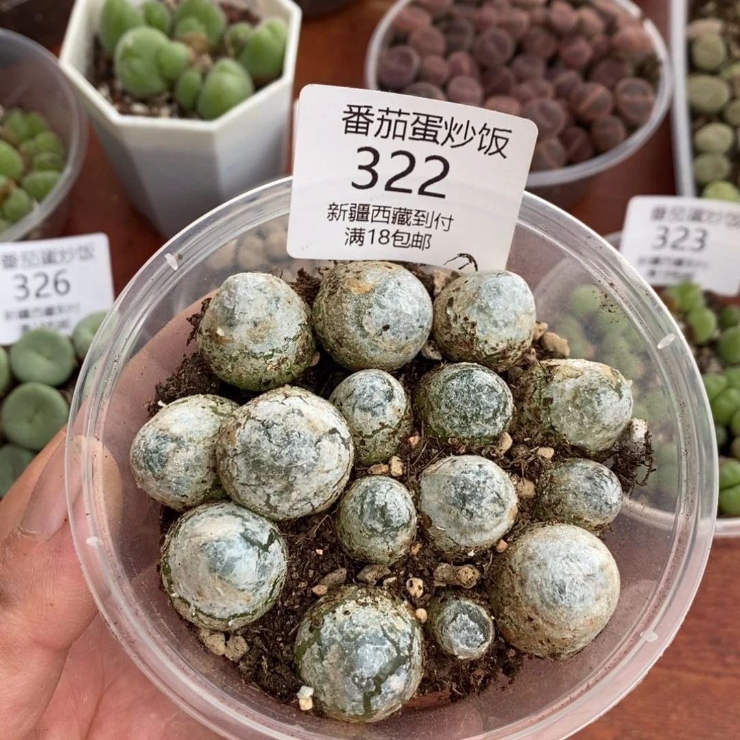 感谢您的支持，灯泡，322