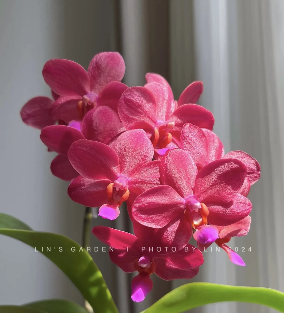 梦幻女郎蝴蝶兰3.5寸刚升杯1个月根系一般基地直发