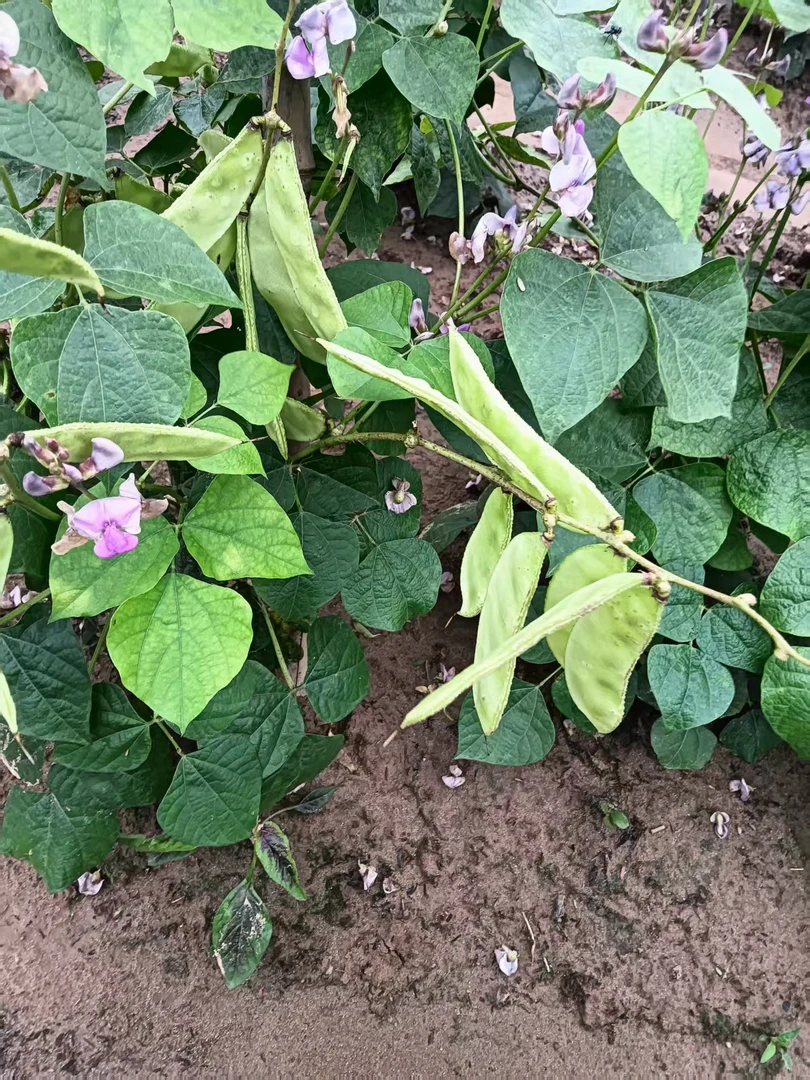 顺丰包邮石牌露天种植月亮菜