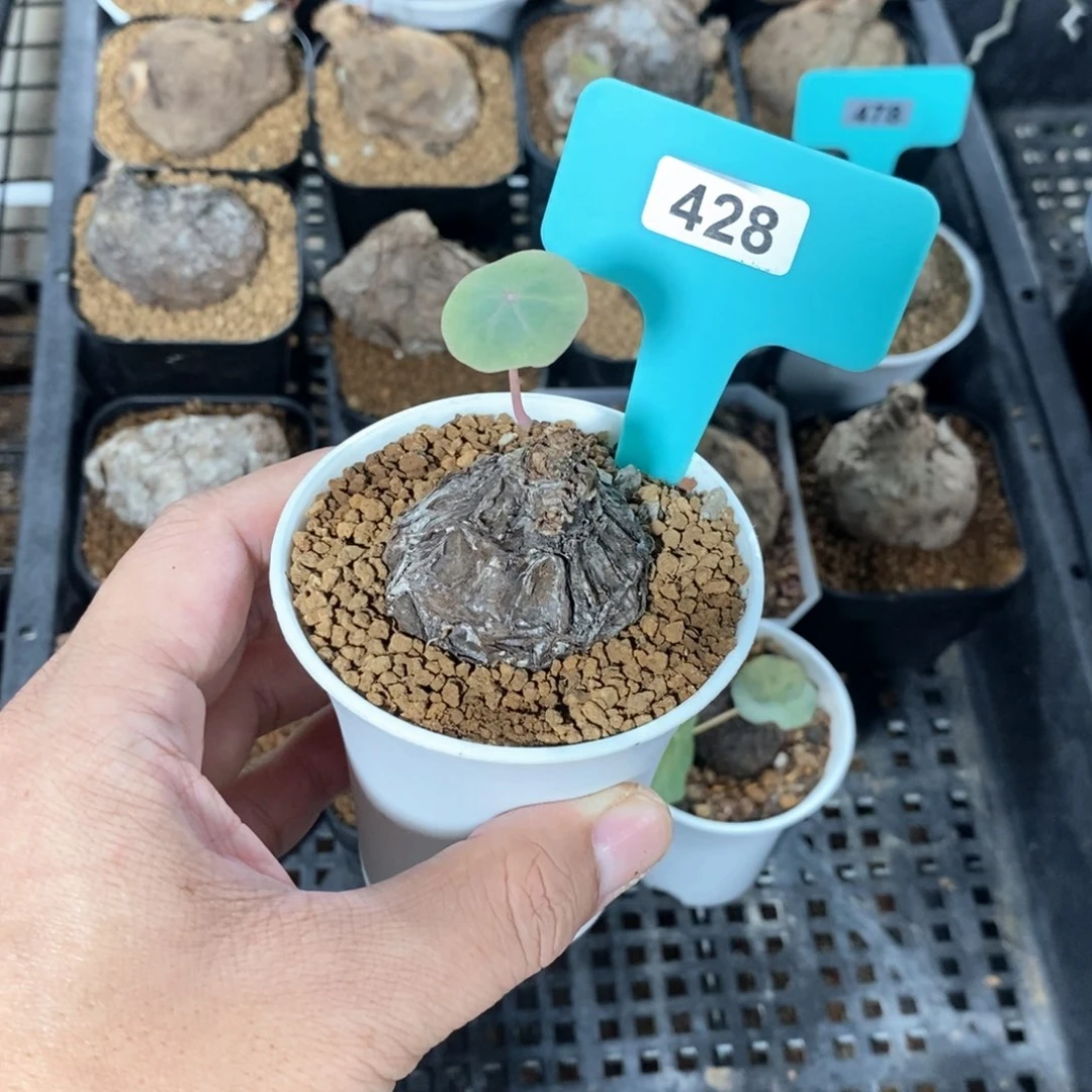 一叶龟多肉植物一个