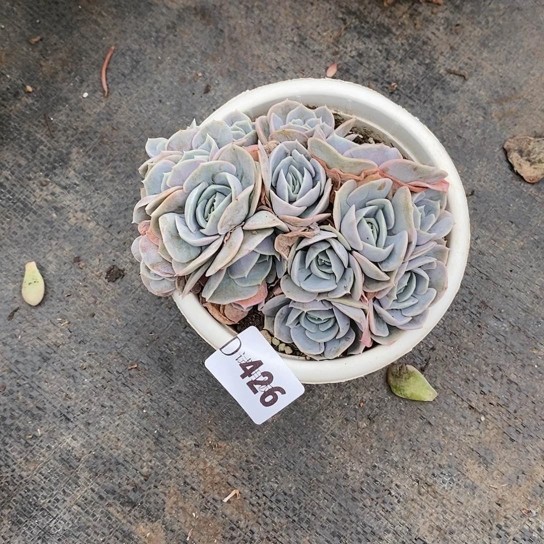 来*来426蓝色惊喜多肉植物