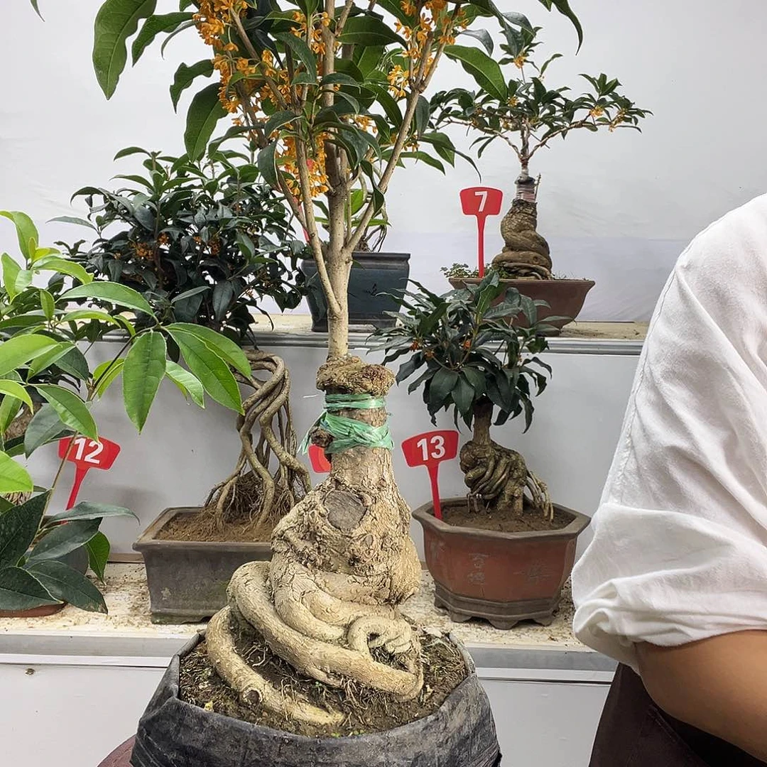 《***》大部分花苞少量开放