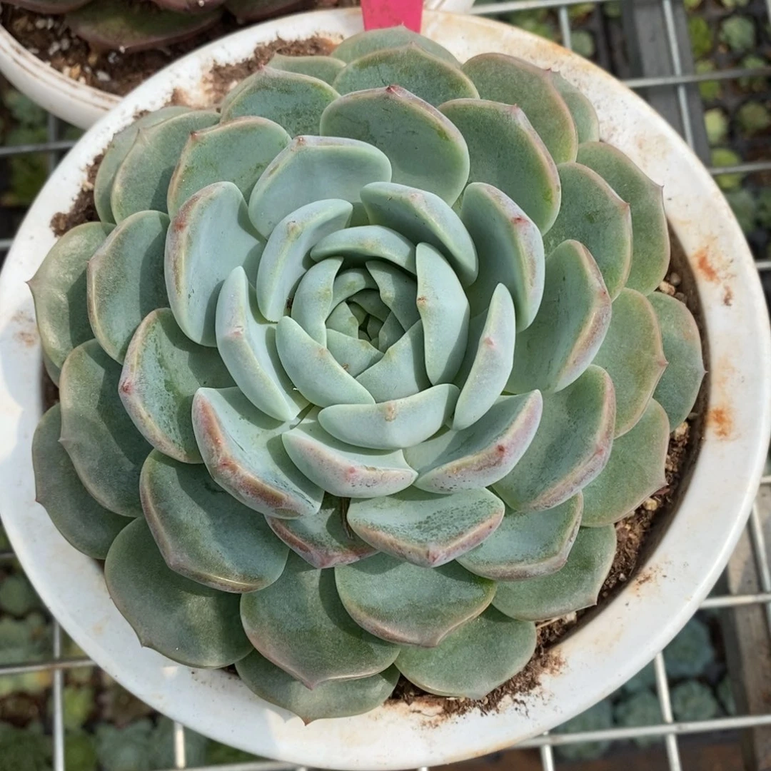 x023-多肉植物 恩宠