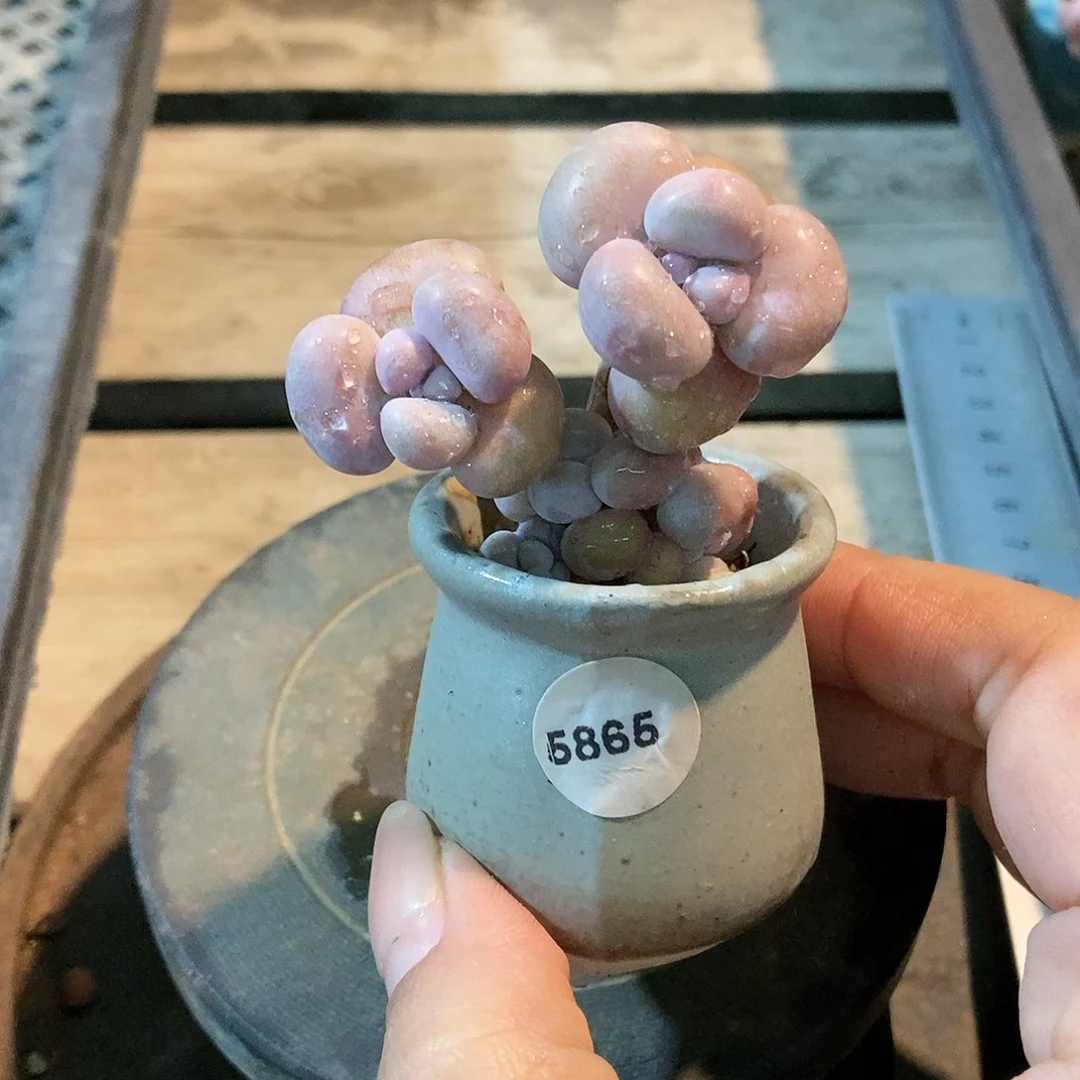 5865糖果腰子蛋带盆土