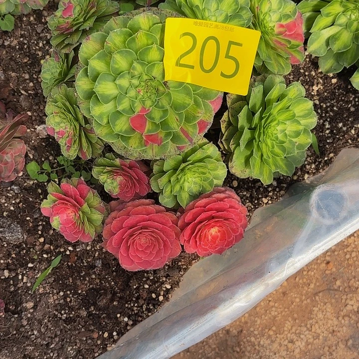 多肉植物知否205一