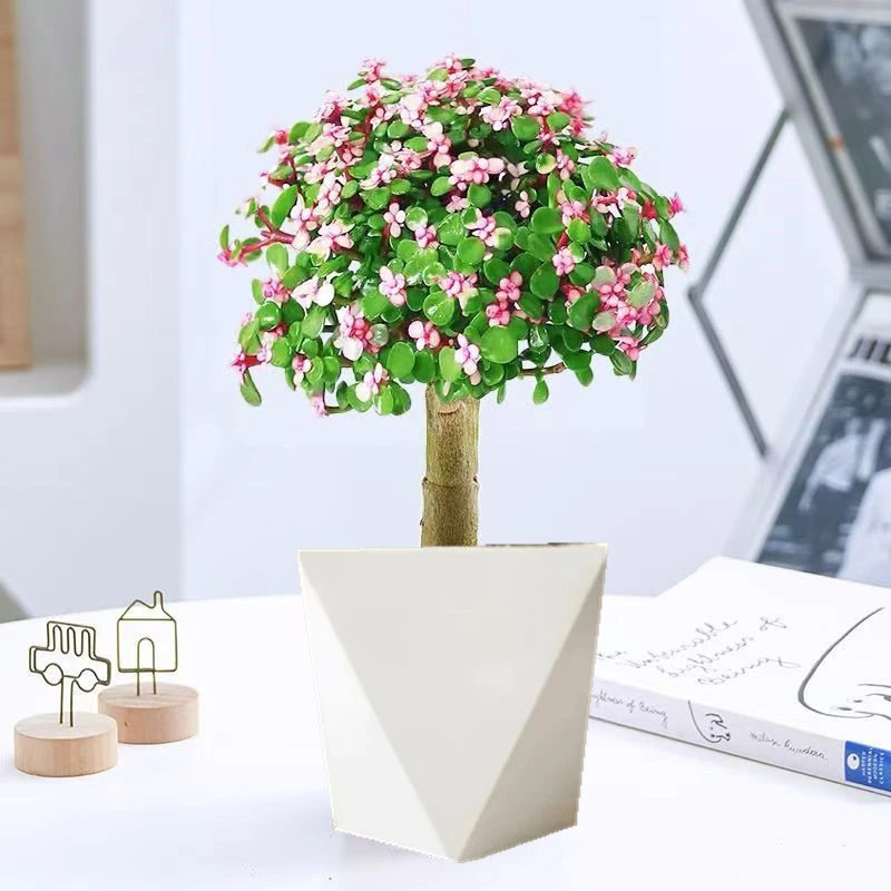 金枝玉叶棒棒糖多肉植物室内绿植盆栽客厅阳台盆景花卉