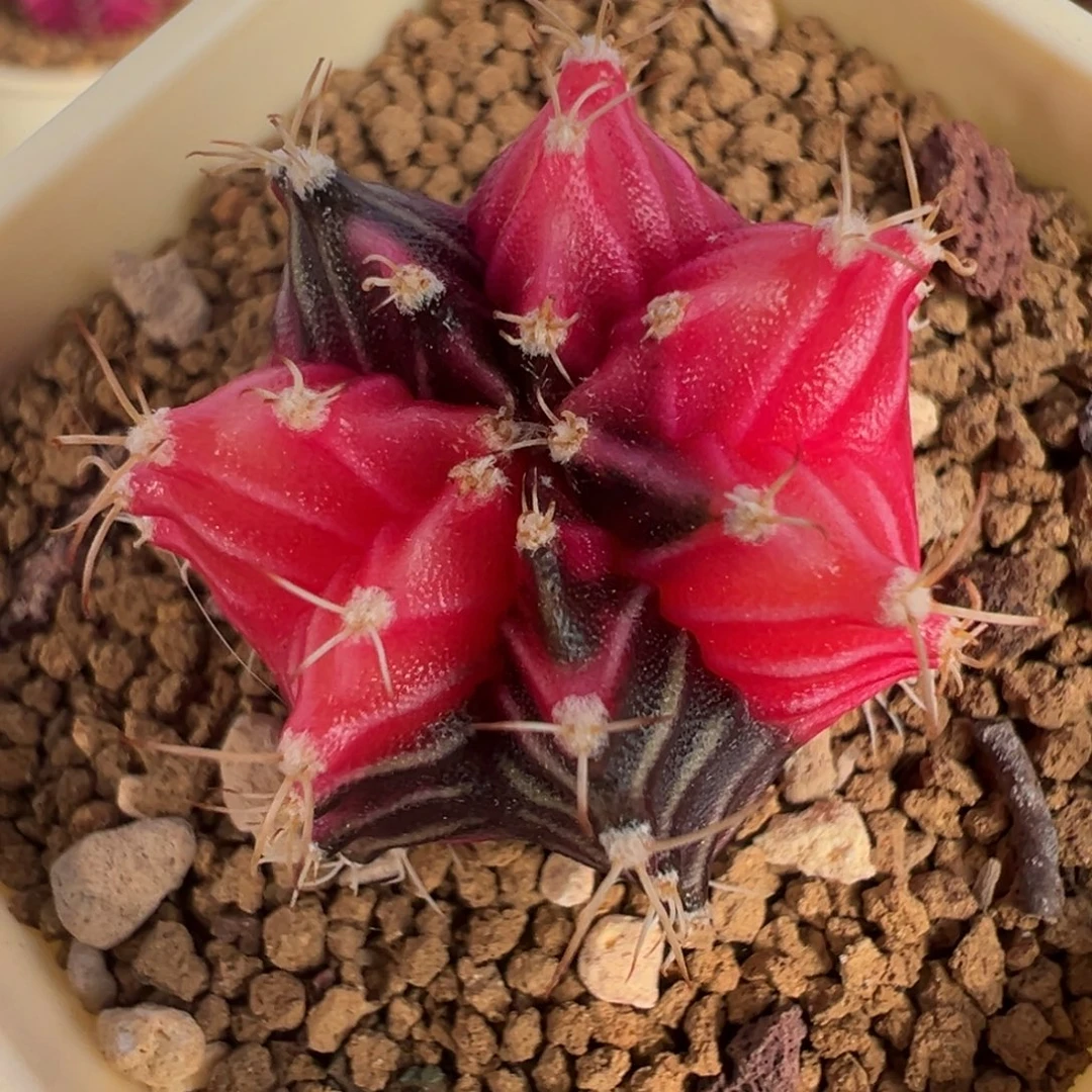 283 好看的米哈冲冲冲