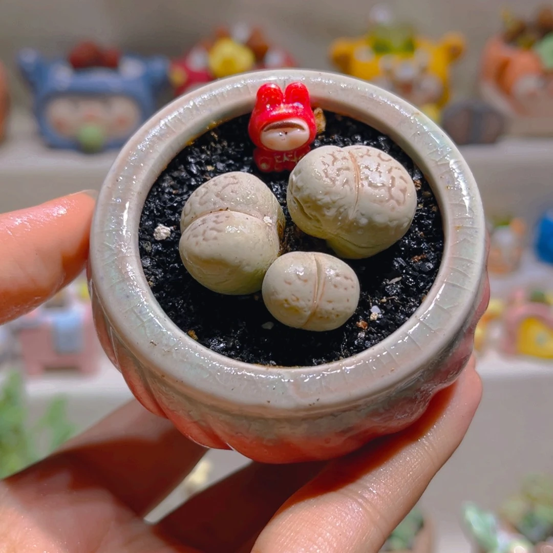 037高端多肉三头大白带盆带土