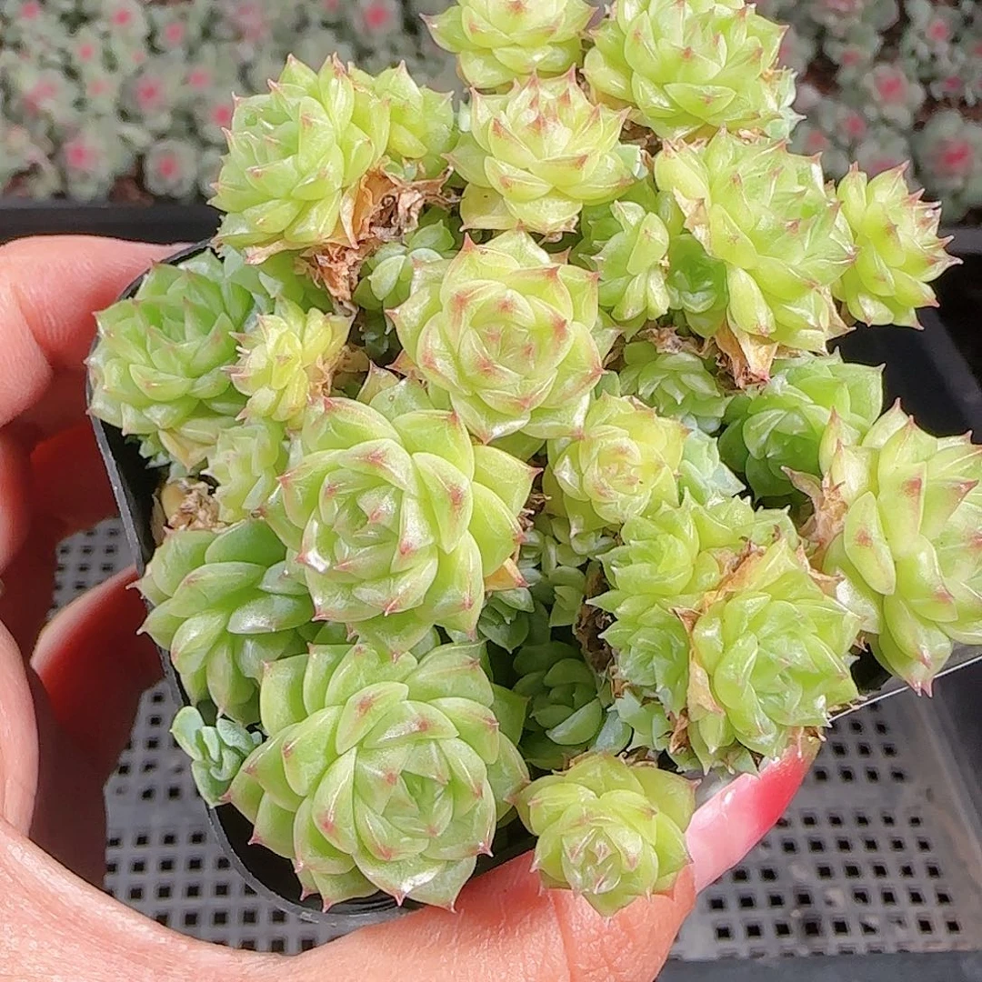 0923-135麦秆优选不包整