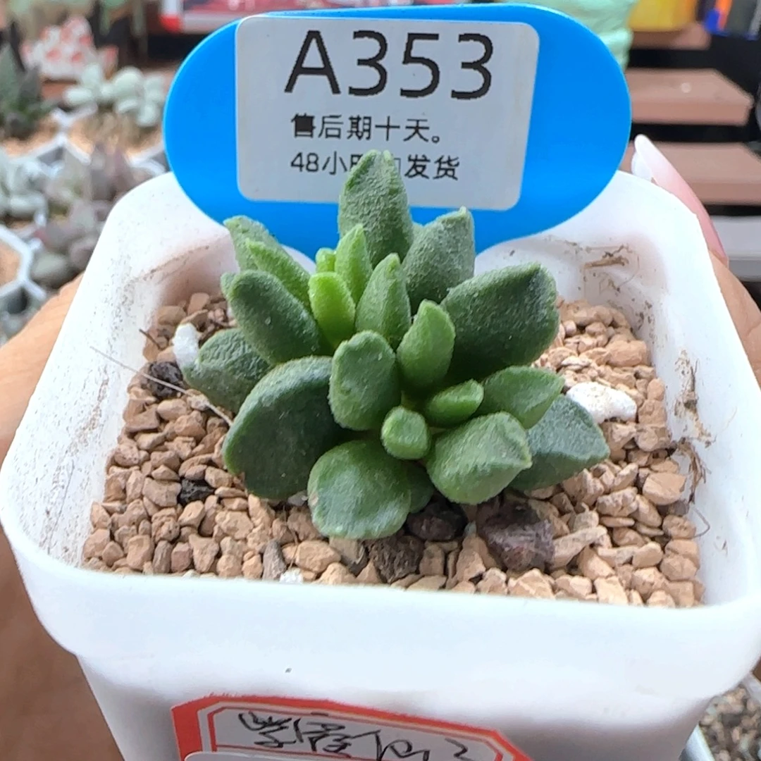 紫***x福利。  代金10。   353。