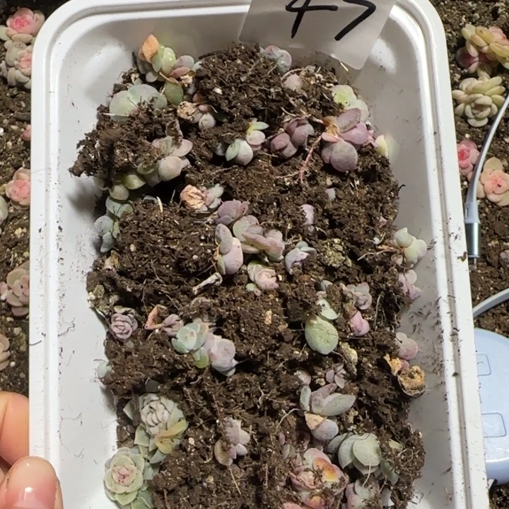 48号渣渣多肉植物一盒