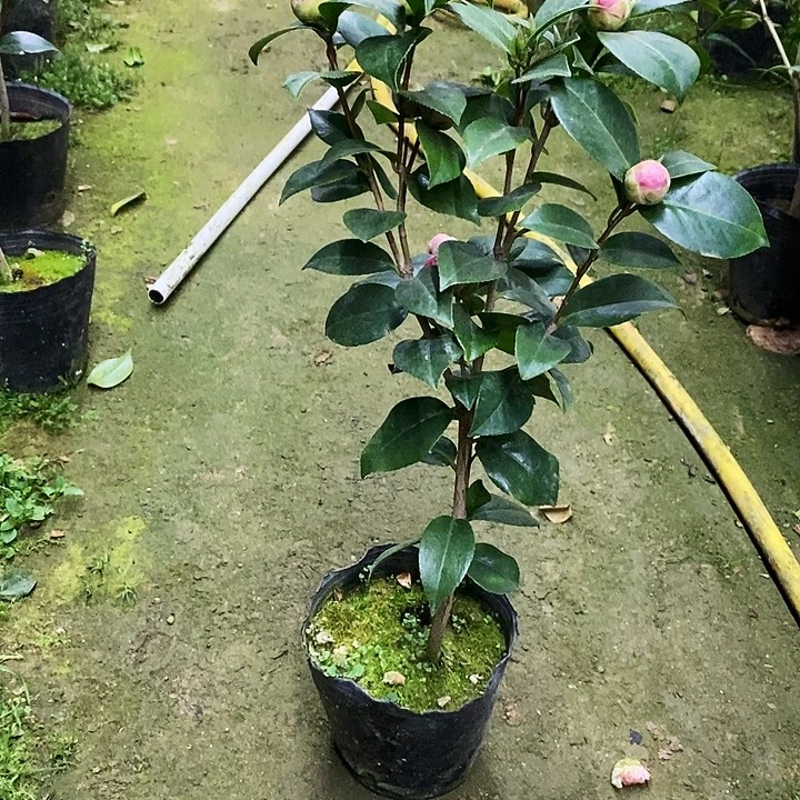 红十八。     55高。