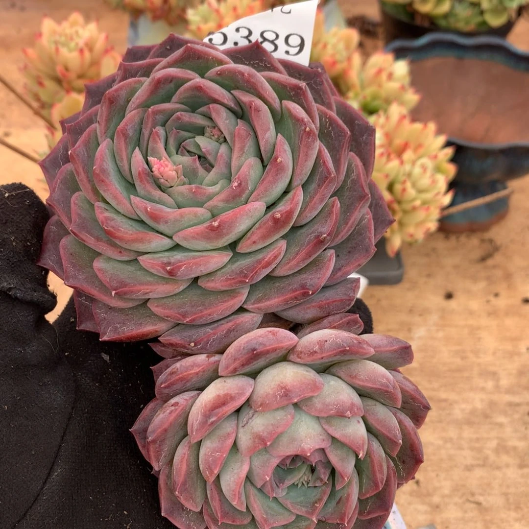 5389杂交多肉老桩