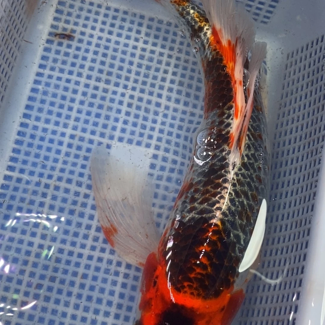 锦鲤冷水锦鲤包邮