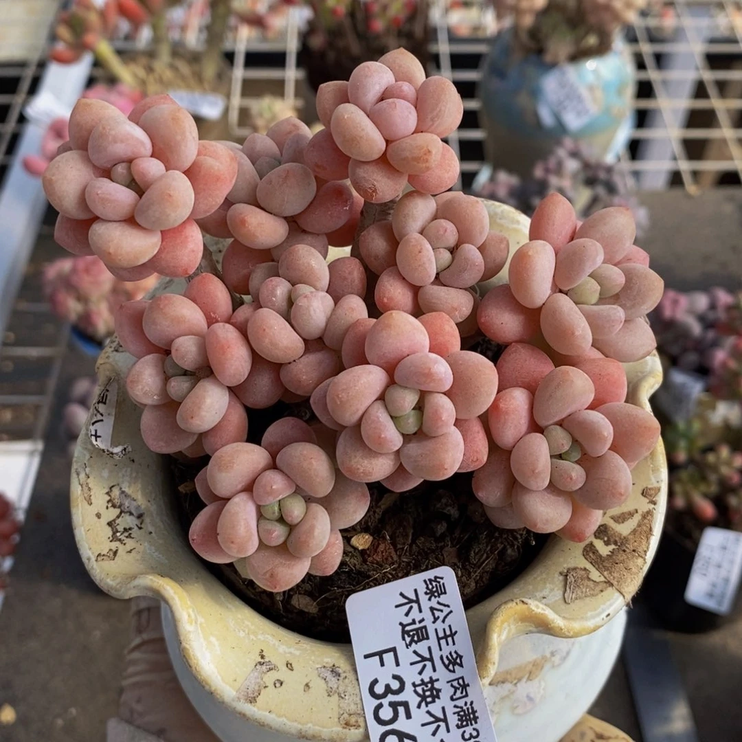 鱼子酱356/9cm多肉