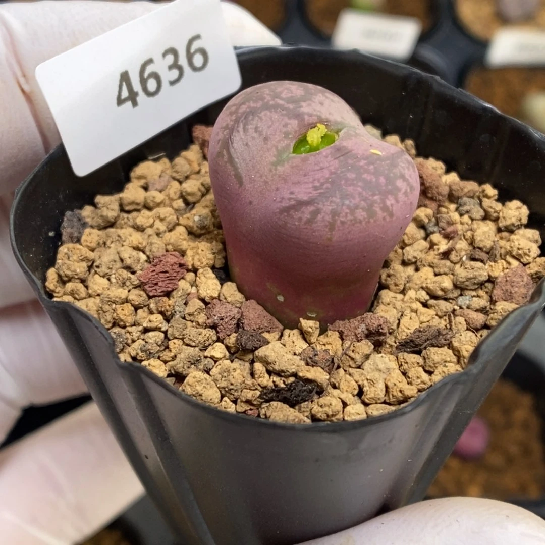 多肉植物肉锥杂交K-4636