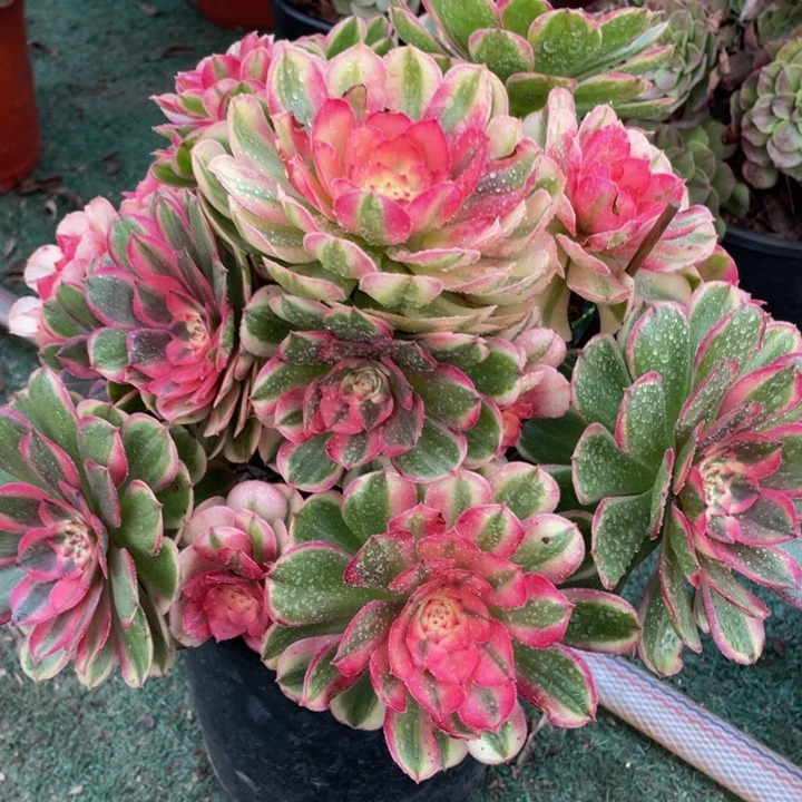 184海神精品法师多肉