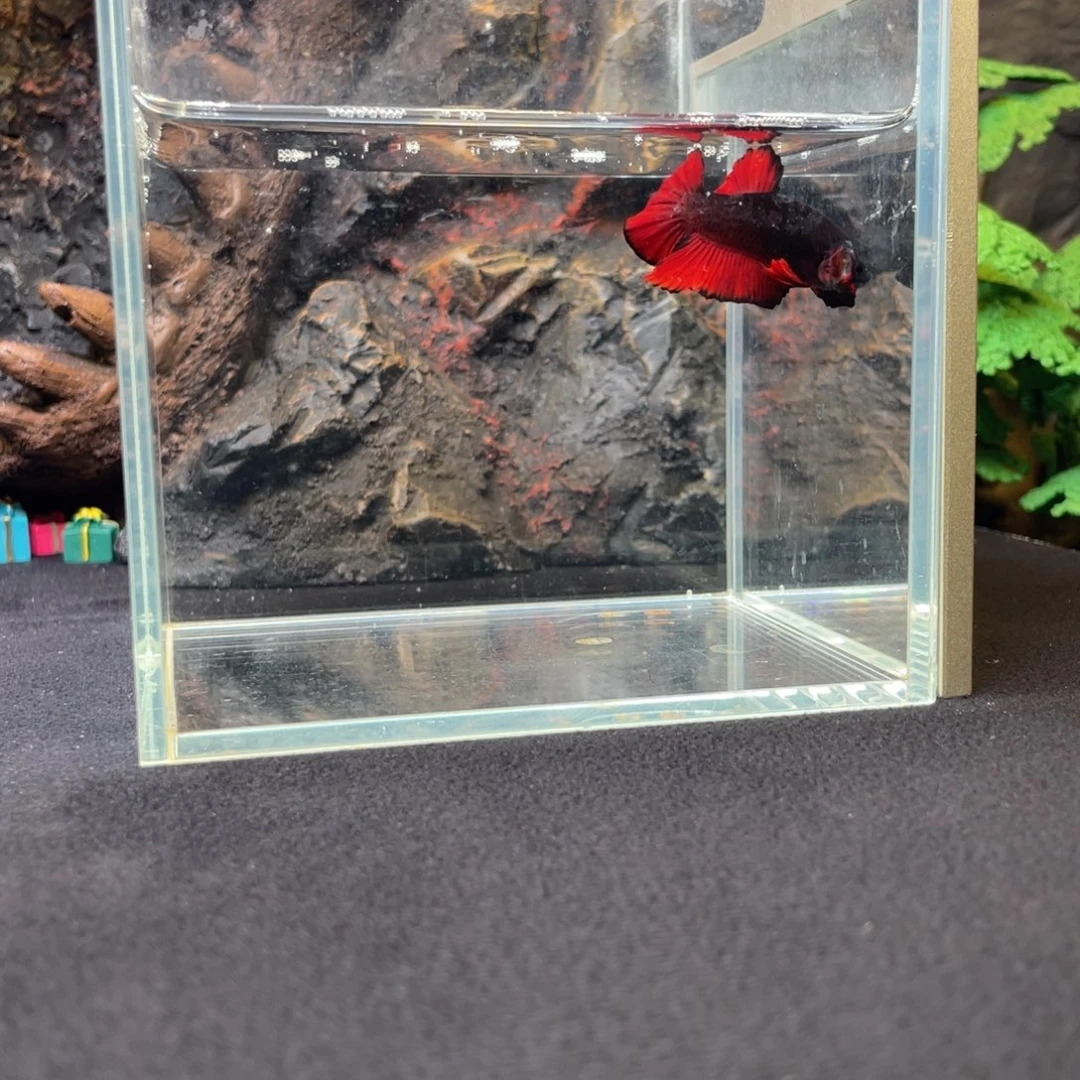 斗鱼鱼次元一月三日竞价