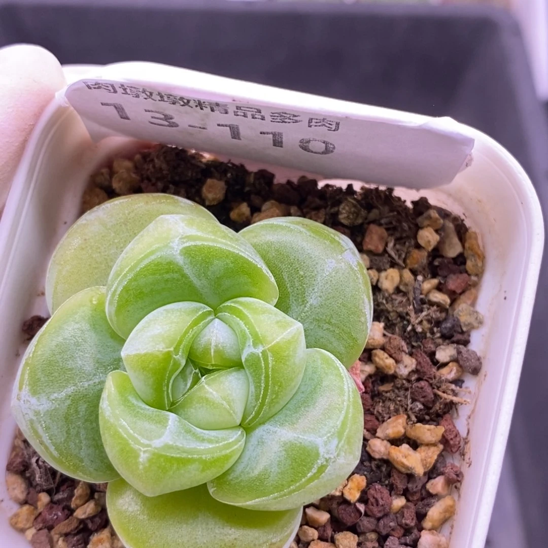 【闪购商品】13-110