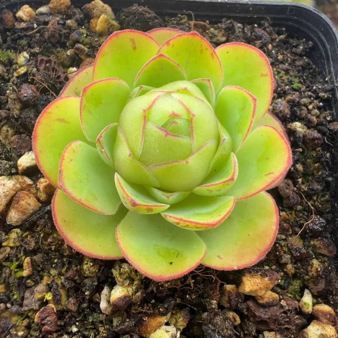 L52半城玫瑰离月