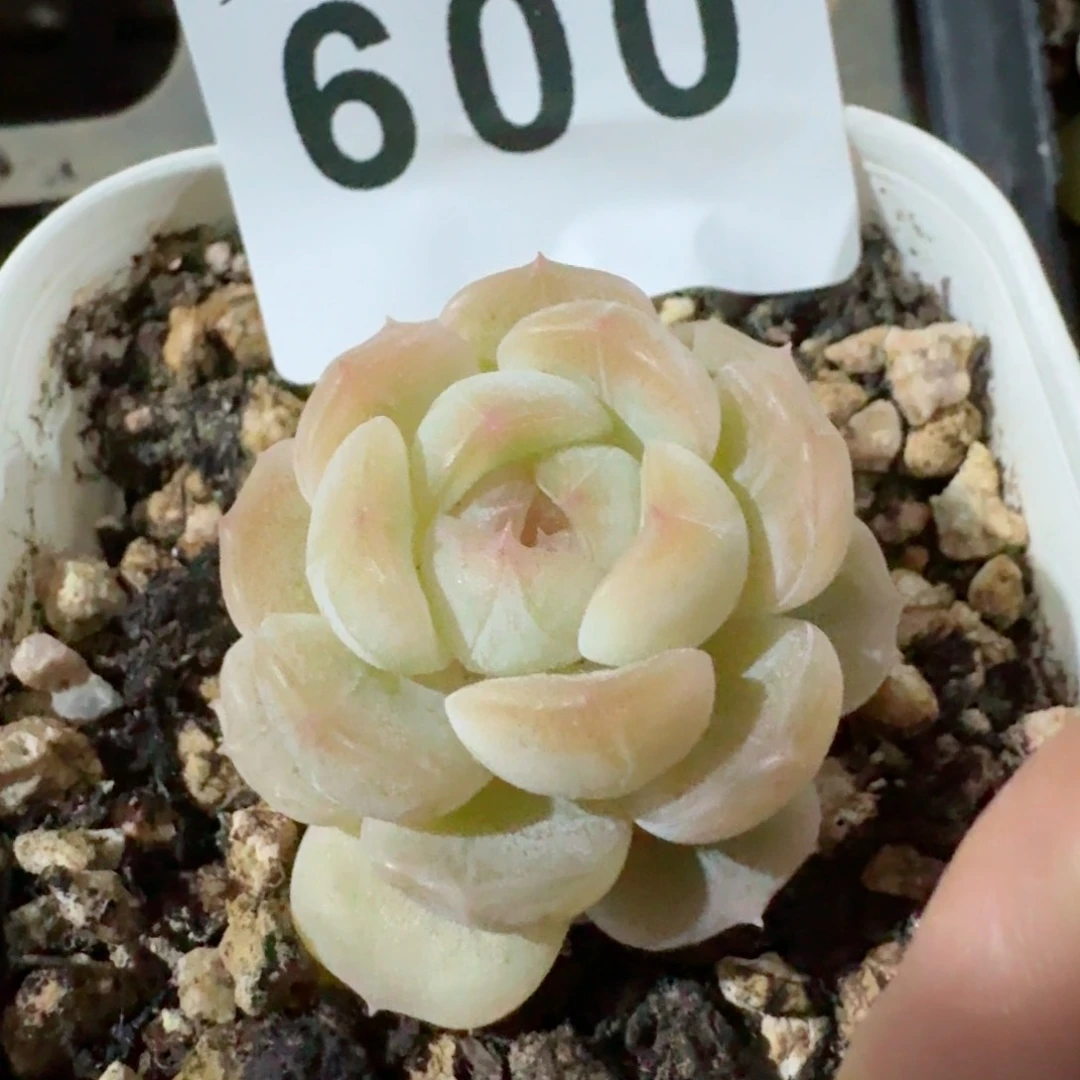 白恋         精品多肉