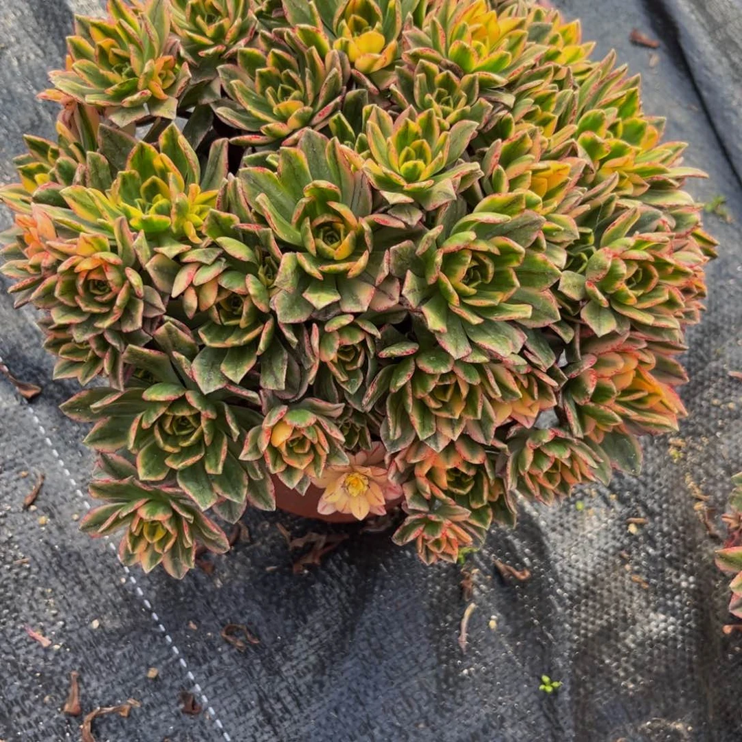 甜茶多肉植物捧花上盆13的