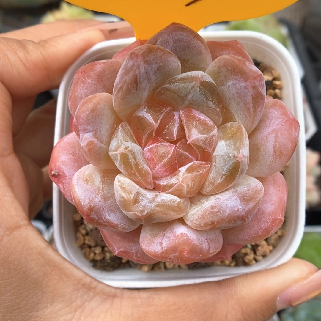 橘心粉魄可拍459号。