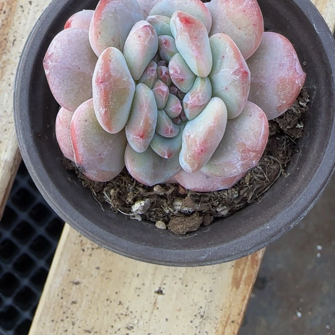 Y***.超宽叶缀化1颗特价