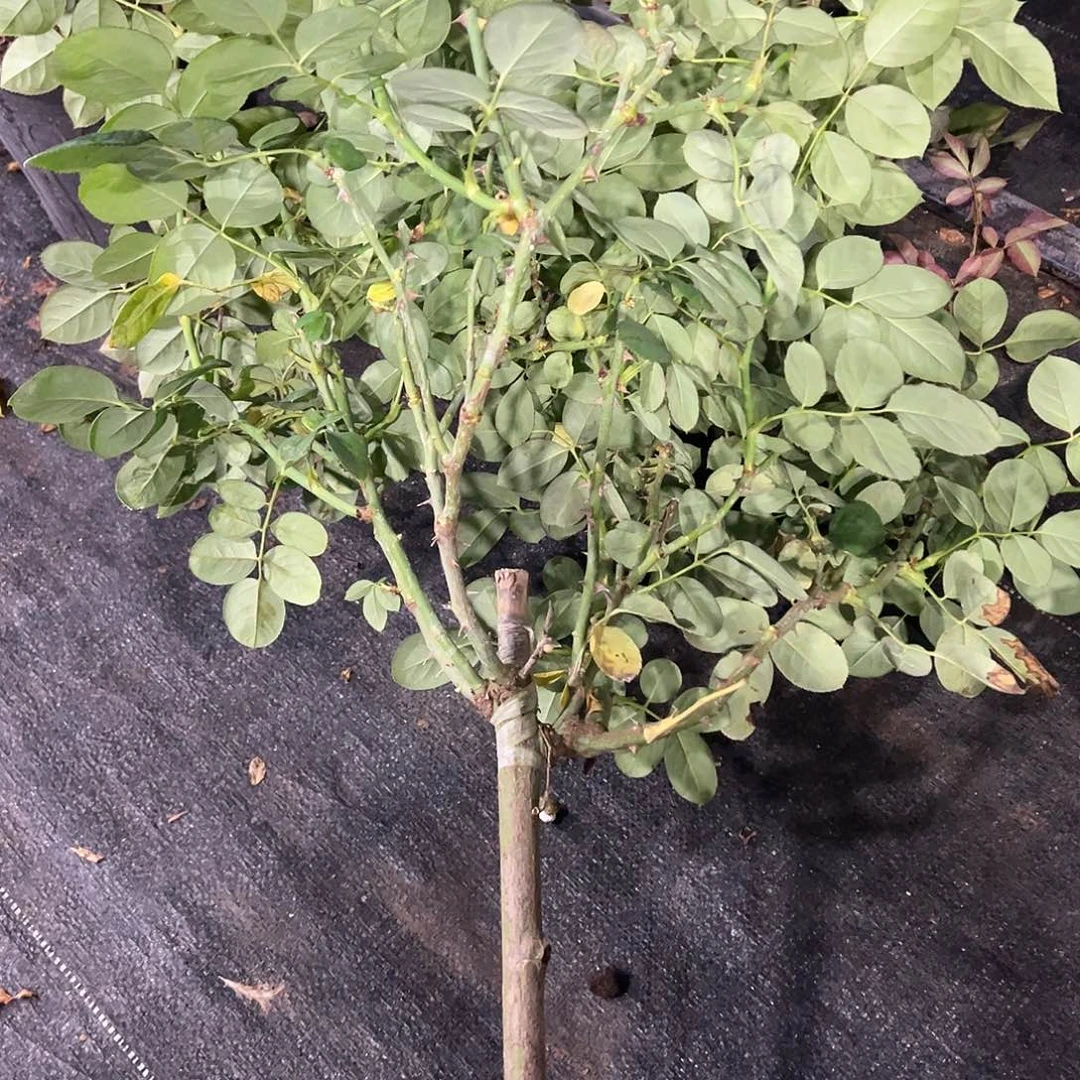 无花朵一物一拍205号