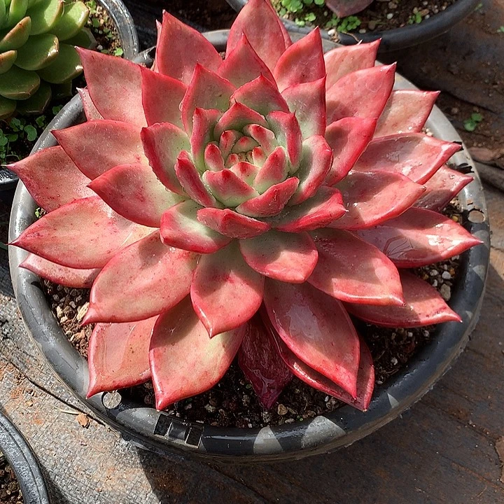 美肉特价活动开始啦